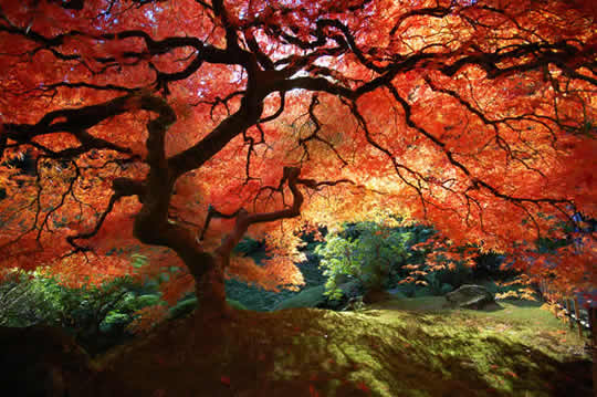 http://webradio.radiomusicaseugosto.com/media/topmusic/2/lindas-imagens-da-natureza6.jpg